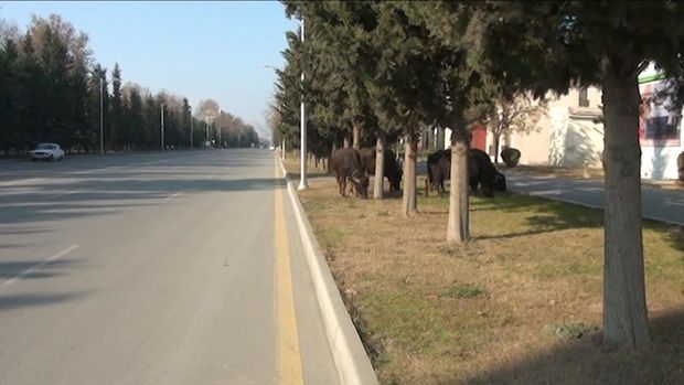 Mingəçevirdə park camışların otlağına çevrildi – VİDEO