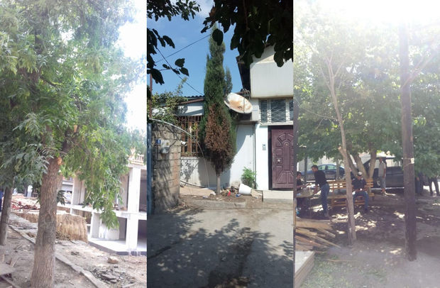 Nərimanovda 30-dan çox ağac kəsildi – FOTO