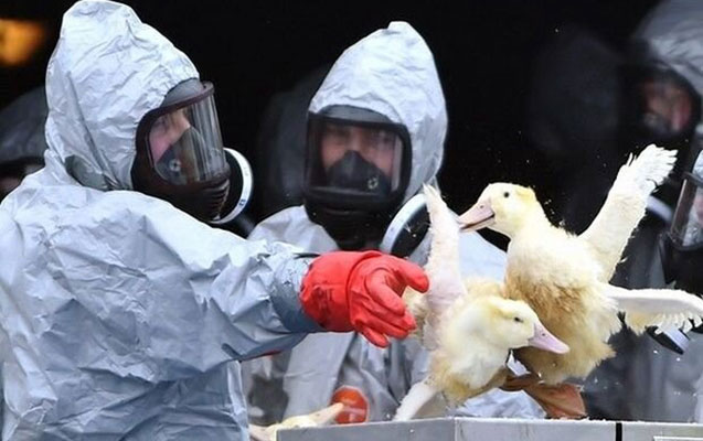 AQTA vətəndaşları quş qripi ilə bağlı ehtiyatlı olmağa çağırdı 1 AQTA vətəndaşları quş qripi ilə bağlı ehtiyatlı olmağa çağırdı