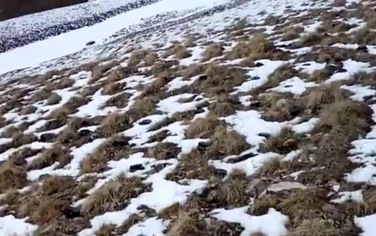 Kəlbəcərdə aşkarlanan yüzlərlə mina ilə bağlı BMT-yə çağırış