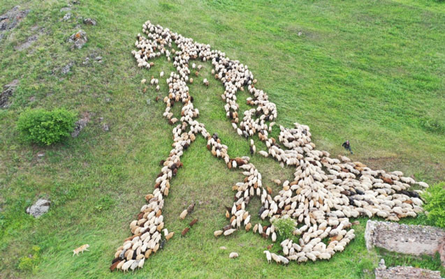 Kəlbəcər yaylaqlarına qoyunçuluq və arıçılıq təsərrüfatları köçürüldü - Fotolar 6 image-yayla