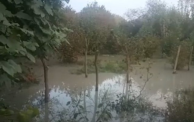 Balakən və Zaqatalada fəsadlar aradan qaldırılır - Video 1 image-mycollages__56_
