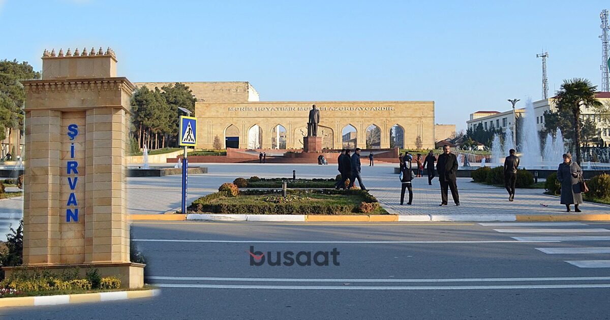 Sahibsiz küçə itləri Şirvan İH ərazisində niyə toplanır? - FOTO/VİDEO 9 image-ih