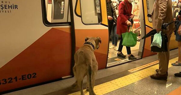 Dünya İstanbulu dolaşan bu itdən danışır - Fotolar 6 image-boji