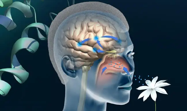 Çoxlarının bəyəndiyi qoxu 1 image-qoxu-ve-yaddas