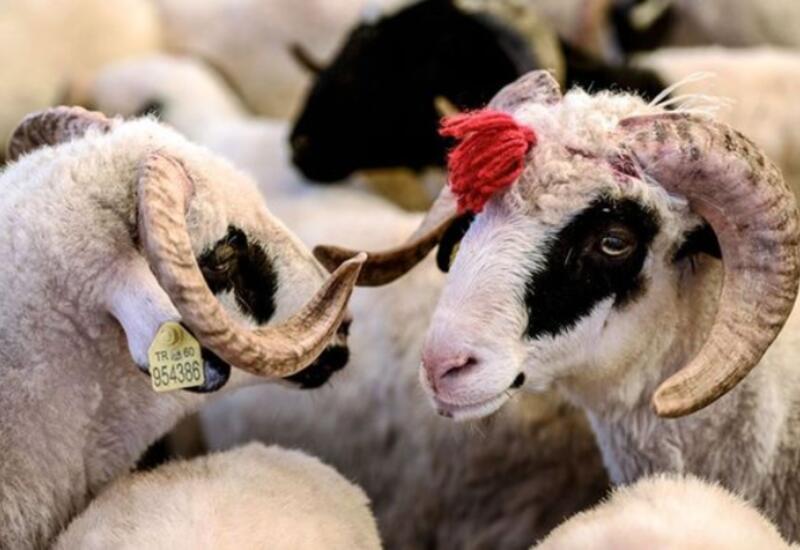 Qurbanlıq qoyun almaq istəyənlərə ŞAD XƏBƏR - Qiymətlər... - VİDEO 1 image-4624129