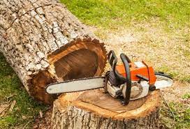 Ağacları qanunsuz kəsənlər cərimələndi 12 image-qanunsuz-agac-kesimi