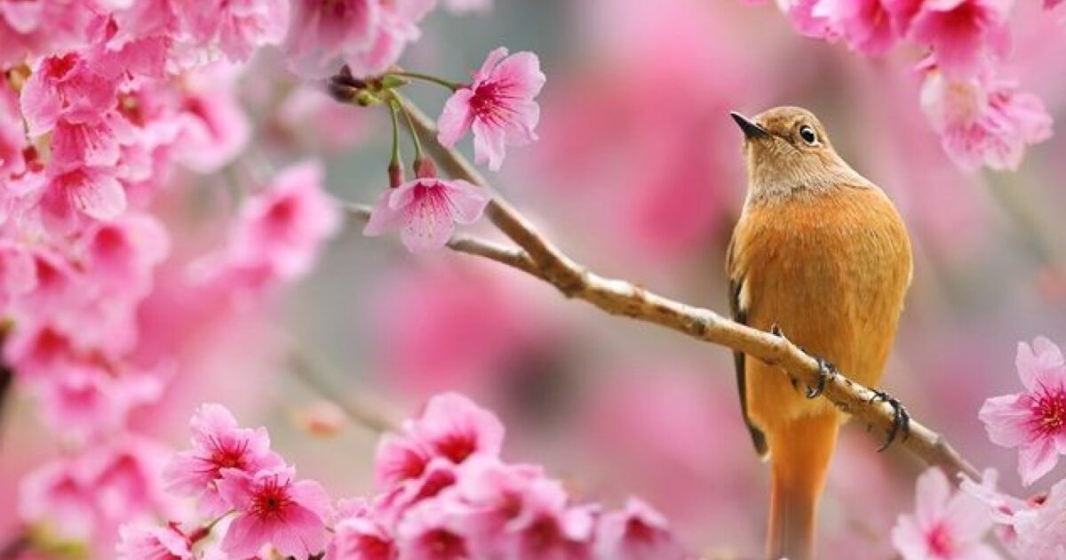 image-1709192830-mart-ayinin-hava-proqnozu-aciqlandi-780x452