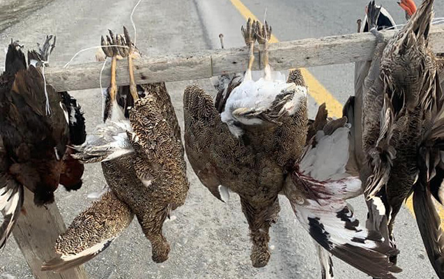 Magistral yolda ov quşları satan şəxslər saxlanıldılar 1 image-qus