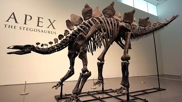 Rekord: Dinozavr qalığı 44,6 milyon dollara satıldı 1 image-178