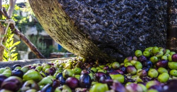 image-media-whatsapp-image-2025-11-24-at-11-49-59-1-0plry5egwvibs2fuzn3o-620x460