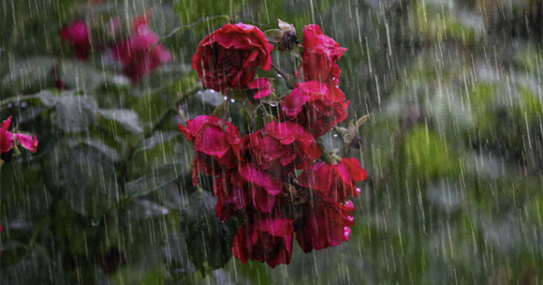 image-hava-8