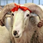 image-qurbanliq