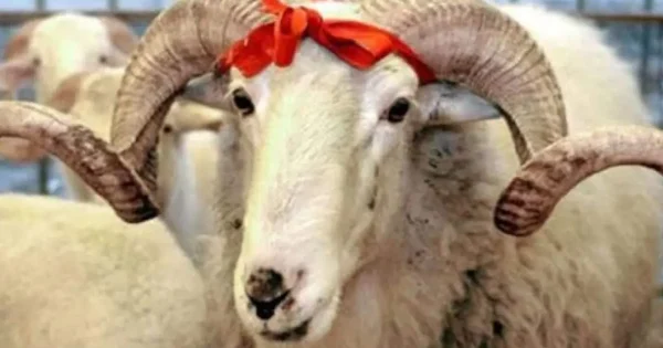 image-qurbanliq